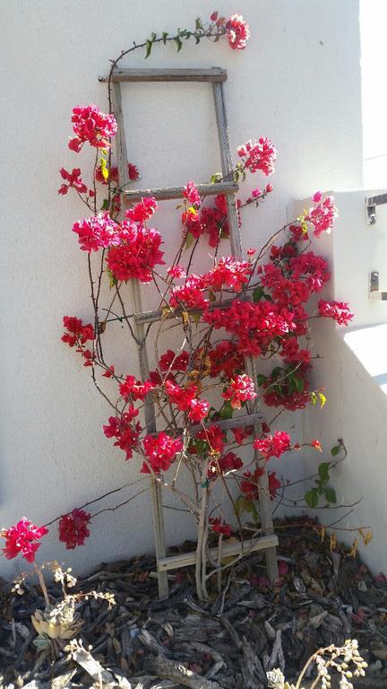 Pepper Tree Accommodation Beaufort West Esterno foto