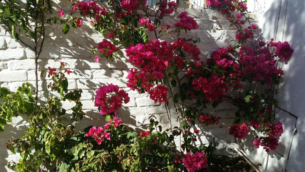 Pepper Tree Accommodation Beaufort West Esterno foto